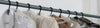 Dry Cleaner